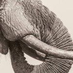 World Elephant Day