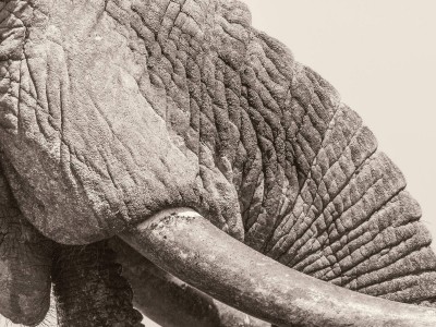 White Elephant
